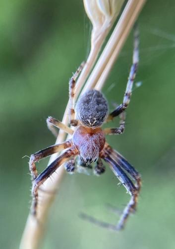 Réf. 309 696 : Larinioides patagiatus